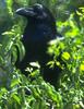 Chihuahuan Raven (Corvus cryptoleucus) - Wiki