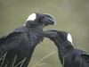 Thick-billed Raven (Corvus crassirostris) - Wiki