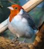 Red-crested Cardinal (Paroaria coronata) - Wiki