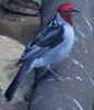 Red-cowled Cardinal (Paroaria dominicana) - Wiki