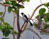 Red-capped Cardinal (Paroaria gularis) - Wiki