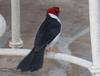 Yellow-billed Cardinal (Paroaria capitata) - Wiki