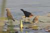 Chestnut-capped Blackbird (Chrysomus ruficapillus) - Wiki