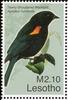 Tawny-shouldered Blackbird (Agelaius humeralis) - Wiki