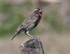 Peruvian Meadowlark (Sturnella bellicosa) - Wiki