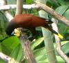 Montezuma Oropendola (Psarocolius montezuma) - Wiki