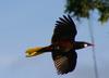 Oropendola (Genus: Psarocolius) - Wiki
