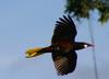 Oropendola (Genus: Psarocolius) - Wiki