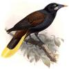 Black Oropendola (Psarocolius guatimozinus) - Wiki