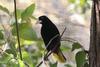 Crested Oropendola (Psarocolius decumanus) - Wiki