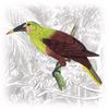 Para Oropendola (Psarocolius bifasciatus) - Wiki