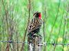 Pampas Meadowlark (Sturnella defilippii) - Wiki