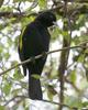 Golden-winged Cacique (Cacicus chrysopterus) - Wiki