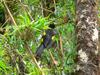 Mountain Cacique (Cacicus chrysonotus) - Wiki