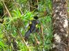 Mountain Cacique (Cacicus chrysonotus) - Wiki