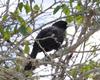 Solitary Cacique (Cacicus solitarius) - Wiki