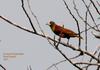 Casqued Oropendola (Clypicterus oseryi) - Wiki