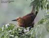 Russet-backed Oropendola (Psarocolius angustifrons) - Wiki