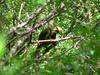 Dusky-green Oropendola (Psarocolius atrovirens) - Wiki