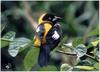 Yellow-backed Oriole (Icterus chrysater) - Wiki