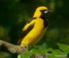 Yellow-tailed Oriole (Icterus mesomelas) - Wiki