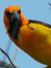 Orange-crowned Oriole (Icterus auricapillus) - Wiki