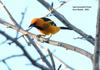 Spot-breasted Oriole (Icterus pectoralis) - Wiki