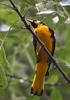 Black-backed Oriole (Icterus abeillei) - Wiki