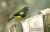 Black-cowled Oriole (Icterus prosthemelas) - Wiki