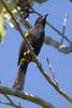 Greater Antillean Oriole (Icterus dominicensis) - Wiki