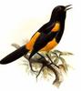 St Lucia Oriole (Icterus laudabilis) - Wiki