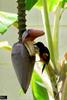 Martinique Oriole (Icterus bonana) - Wiki