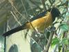 Montserrat Oriole (Icterus oberi) - Wiki