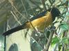 Montserrat Oriole (Icterus oberi) - Wiki