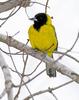 Audubon's Oriole (Icterus graduacauda) - Wiki