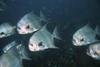 Pacific Spadefish (Chaetodipterus zonatus), school