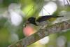 Dark-throated Oriole (Oriolus xanthonotus) - Wiki