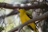 African Golden Oriole (Oriolus auratus) - Wiki