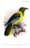 Green-headed Oriole (Oriolus chlorocephalus) - Wiki