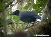 Beautiful Jay (Cyanolyca pulchra) - Wiki