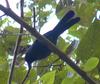 Black-throated Jay (Cyanolyca pumilo) - Wiki