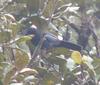 Dwarf Jay (Cyanolyca nana) - Wiki