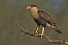 Caracara (Family: Falconidae, Subfamily: Polyborinae) - Wiki