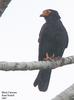 Black Caracara (Daptrius ater) - Wiki