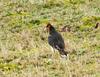 Carunculated Caracara (Phalcoboenus carunculatus) - Wiki