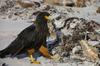 Striated Caracara (Phalcoboenus australis) - Wiki