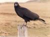 Striated Caracara (Phalcoboenus australis)