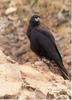 Striated Caracara (Phalcoboenus australis)