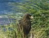 Striated Caracara (Phalcoboenus australis)