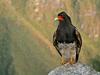 Mountain Caracara (Phalcoboenus megalopterus) - Wiki